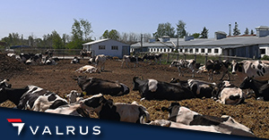 Оценка молочных ферм в Омской области